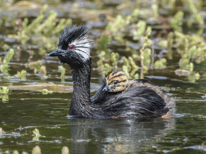 White-tufted Grebe