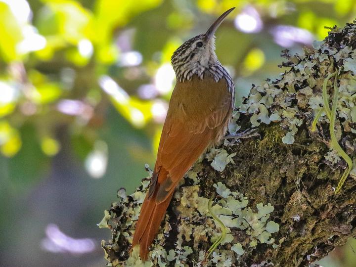 White-striped Woodcreeper