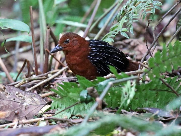 White-striped Forest Rail