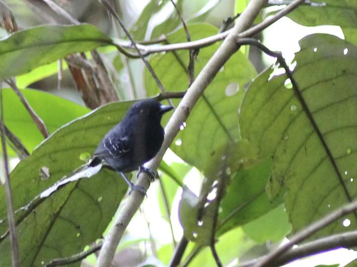 White-streaked Antvireo