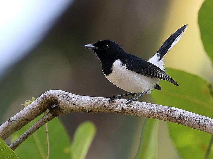 Tanahjampea Monarch
