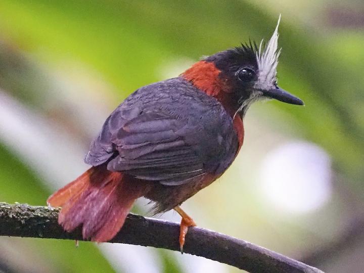 White-plumed Antbird