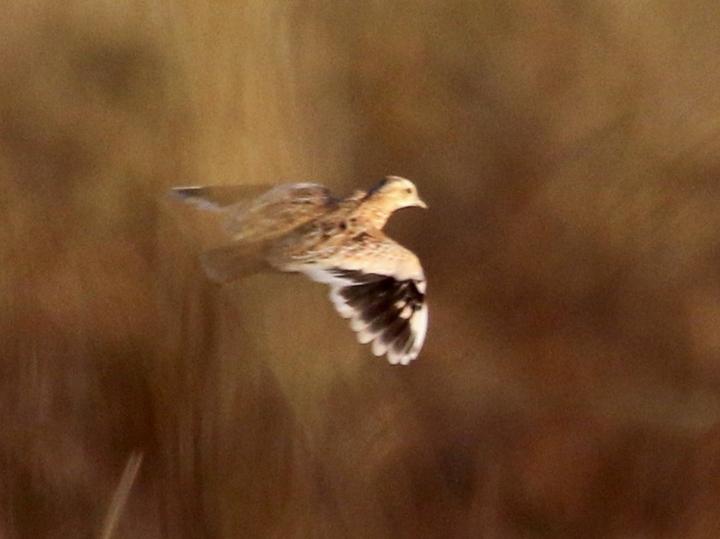 Quail-plover