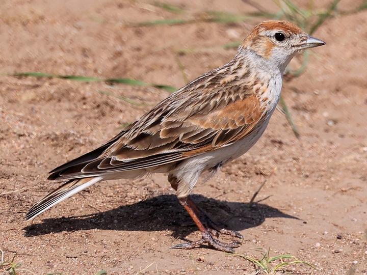 White-winged Lark