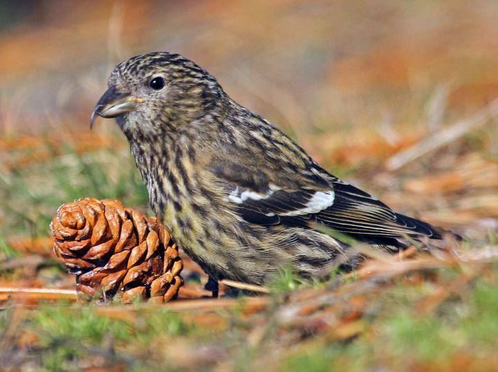 Two-barred Crossbill