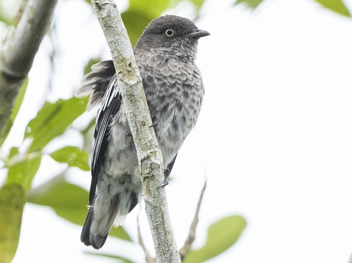 White-winged Cotinga