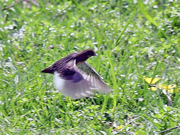 White-winged Flufftail