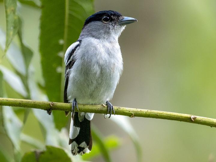 White-winged Becard
