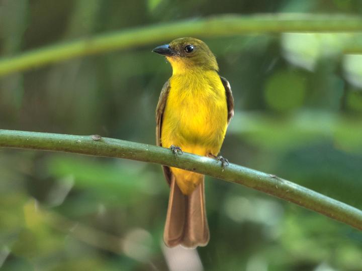 White-winged Shrike-Tanager