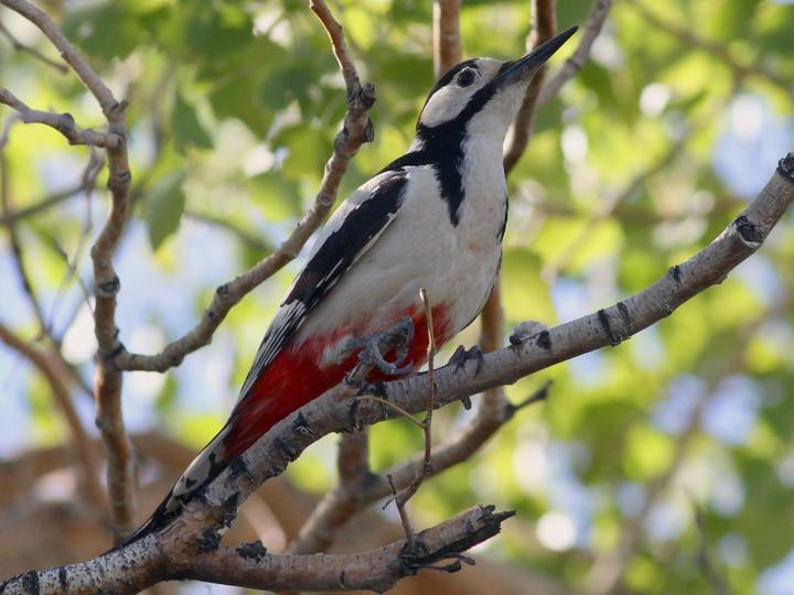 White-winged Woodpecker