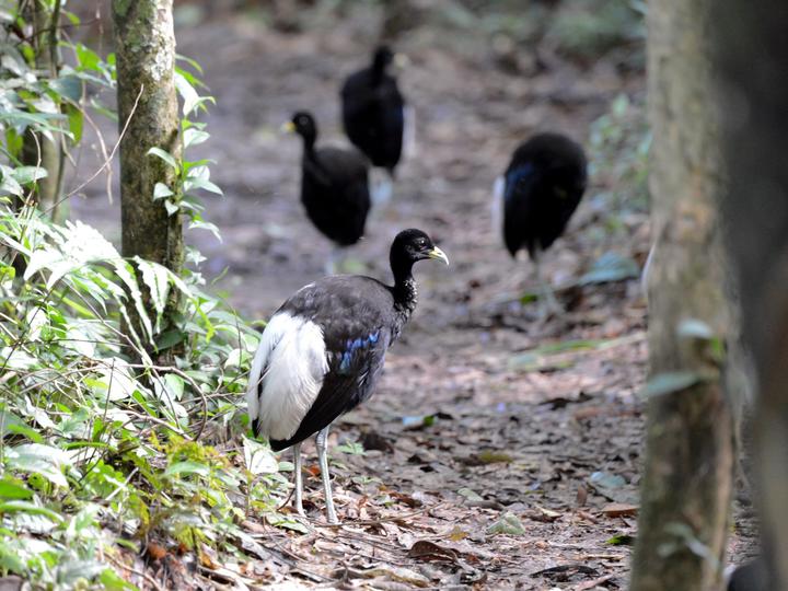 Pale-winged Trumpeter