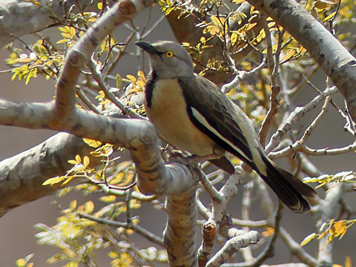 Babbling Starling