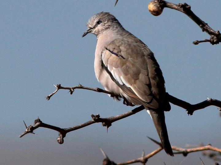 Picui Ground Dove
