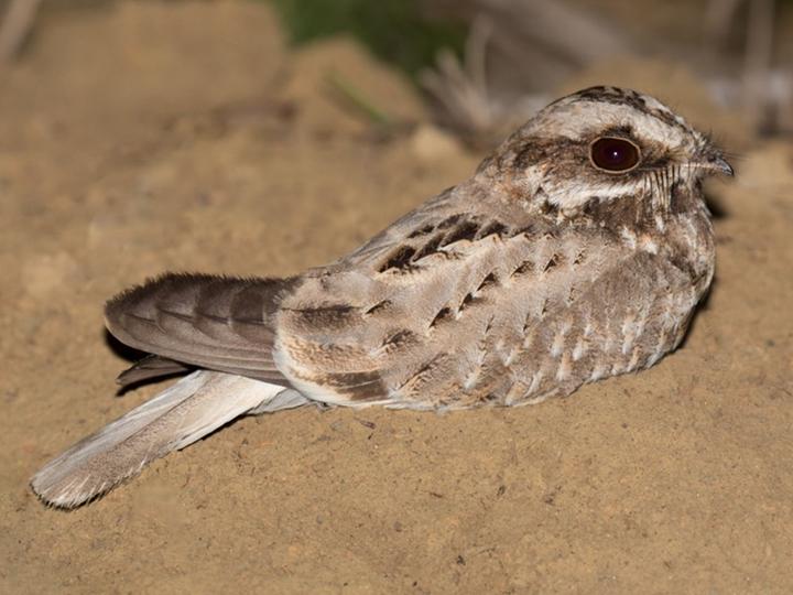 White-winged Nightjar