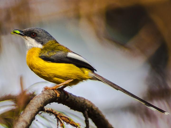 White-winged Apalis