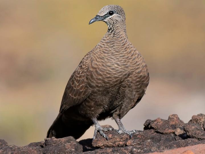 White-quilled Rock Pigeon