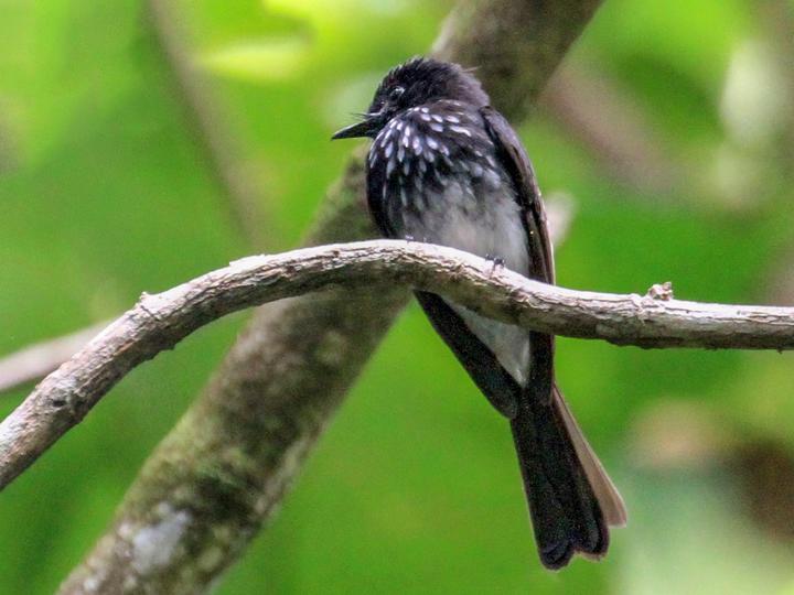 White-winged Fantail