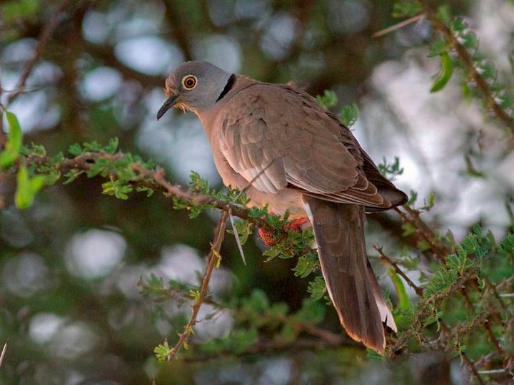 White-winged Collared Dove