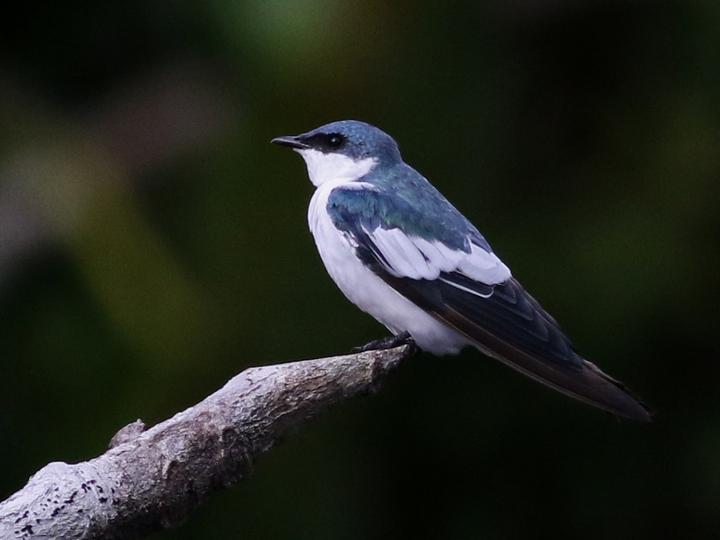 White-winged Swallow