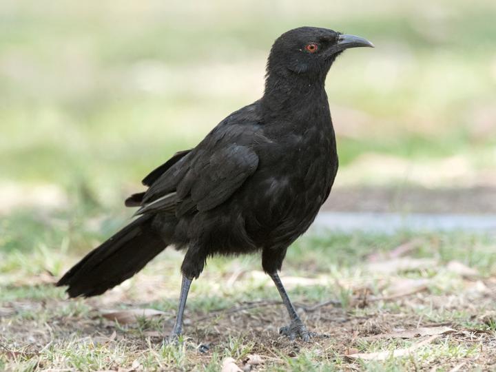 White-winged Chough