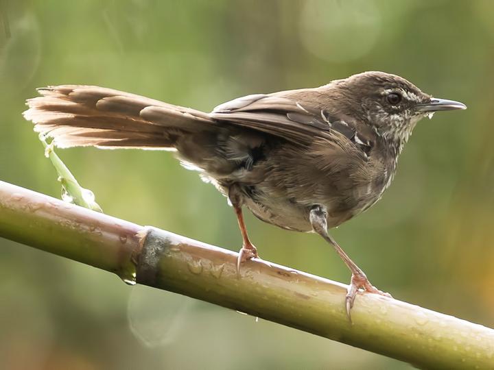 White-winged Swamp Warbler