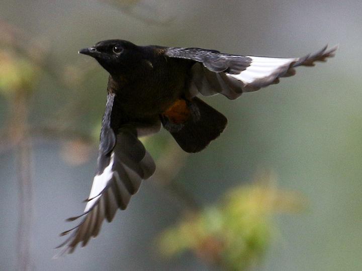 White-winged Cliff Chat