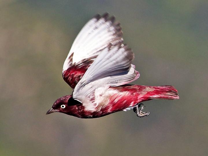 Pompadour Cotinga
