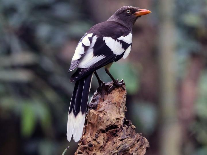 White-winged Magpie