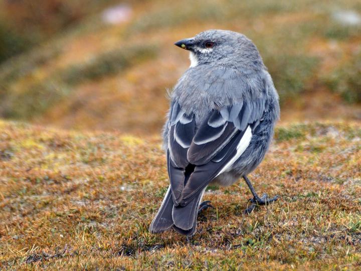 Glacier Finch