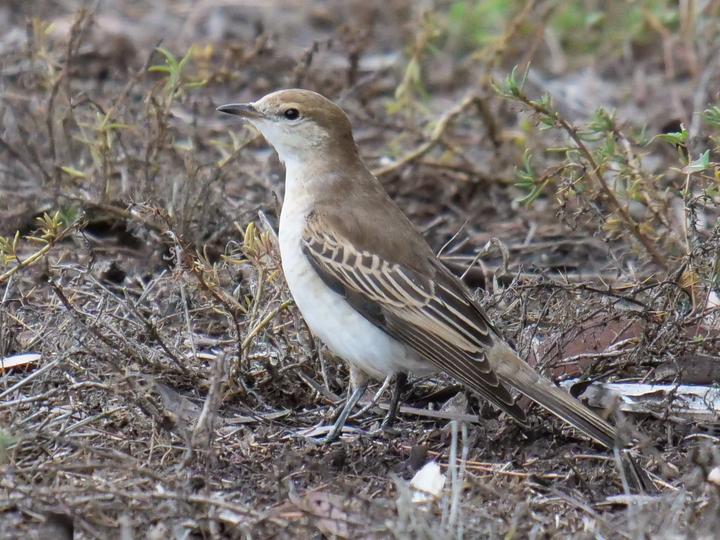 White-winged Triller