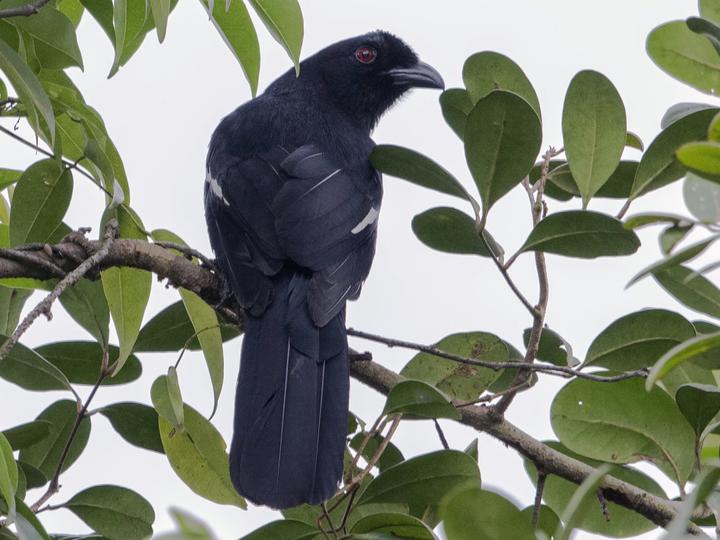 Malayan Black Magpie