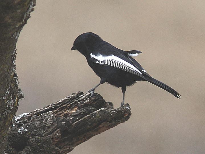 White-winged Black Tit