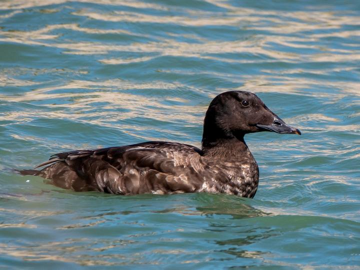 White-winged Scoter