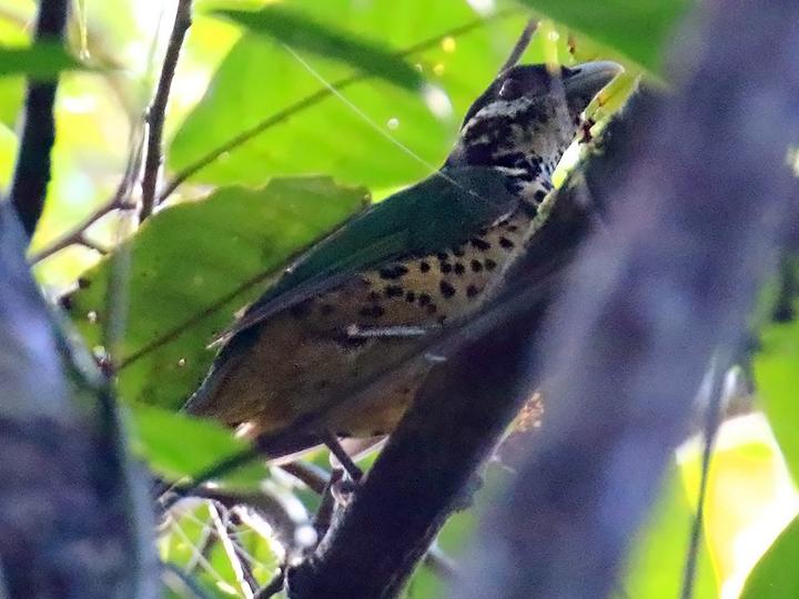 White-eared Catbird