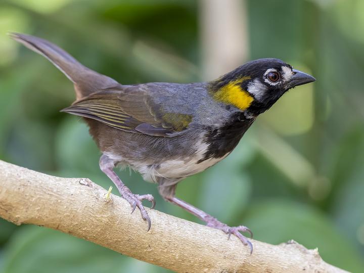 White-eared Ground Sparrow