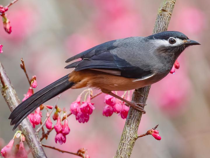 White-eared Sibia