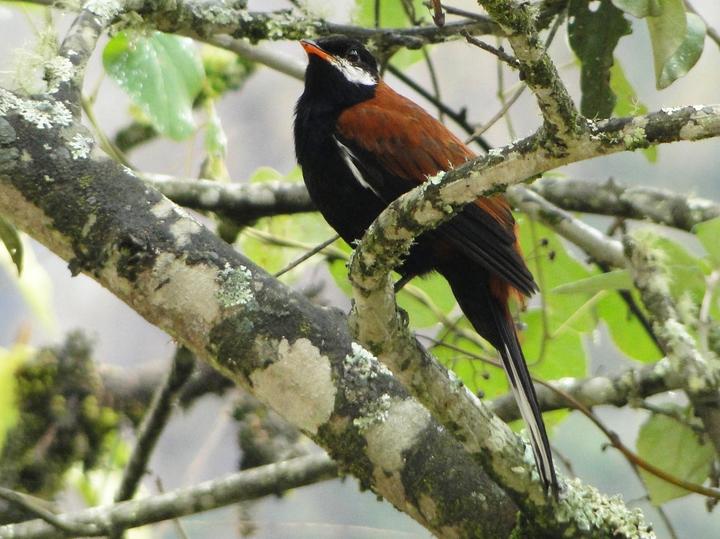 White-eared Solitaire