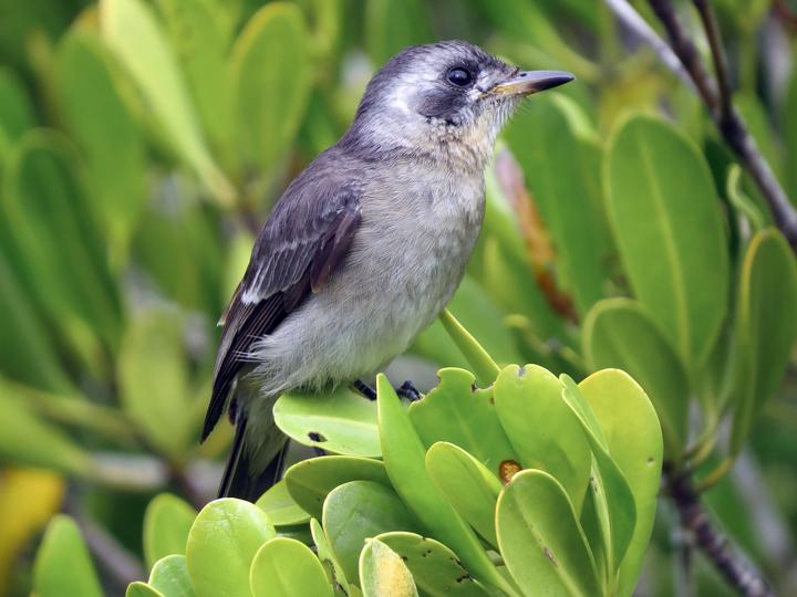 White-eared Monarch