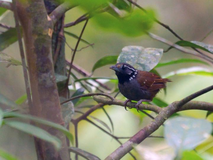 White-necked Babbler