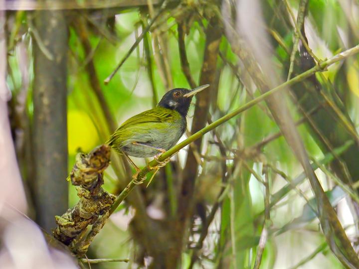 White-eared Tailorbird
