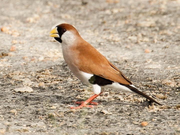 Masked Finch