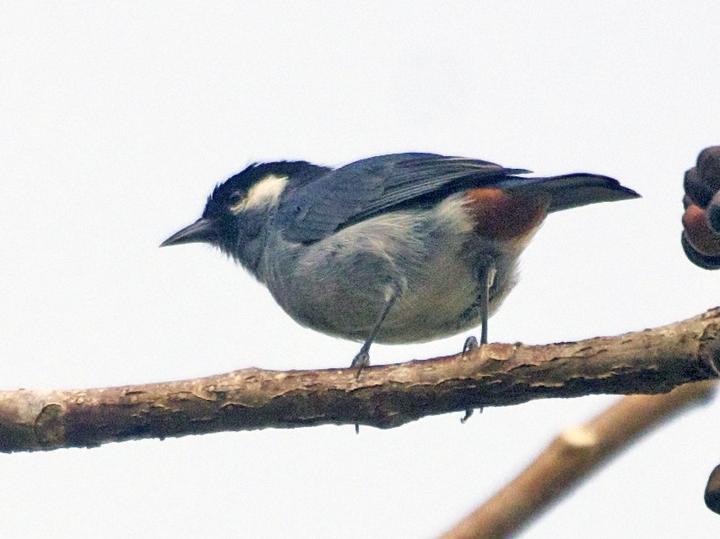 White-eared Conebill