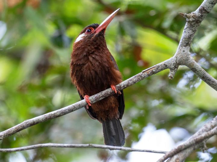 White-eared Jacamar
