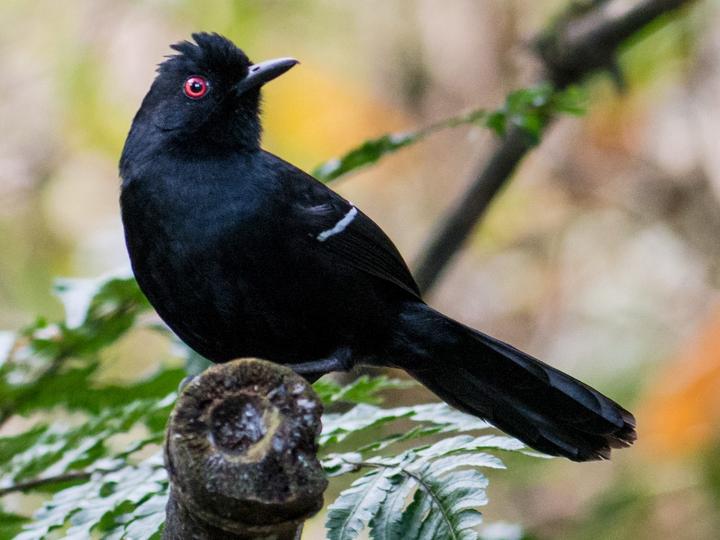 White-shouldered Fire-eye