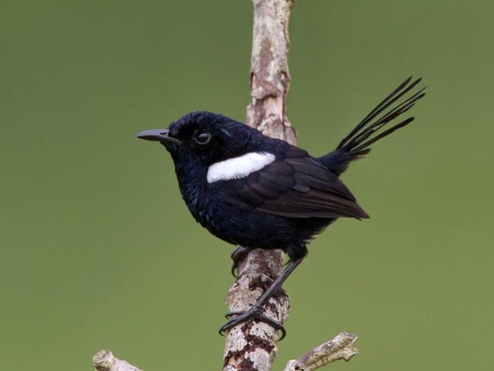 White-shouldered Fairywren