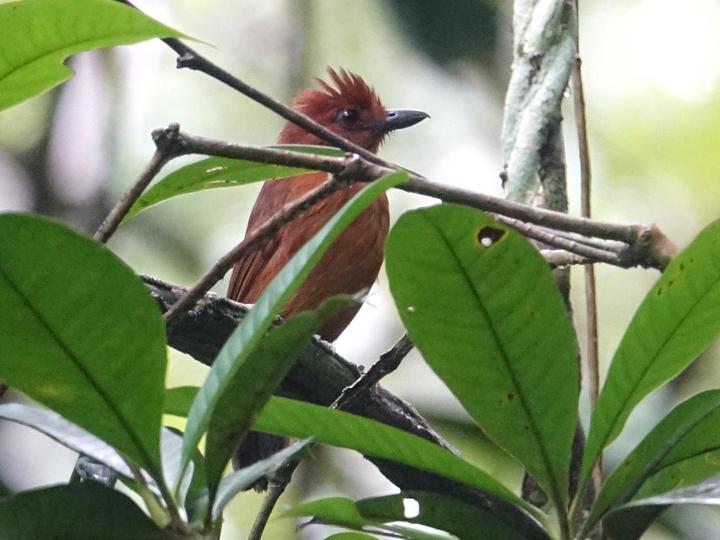 White-shouldered Antshrike