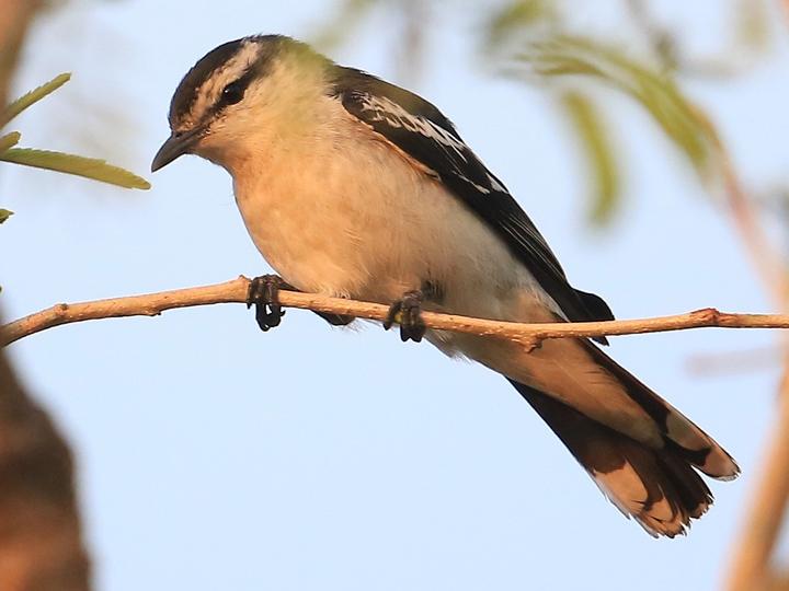 White-shouldered Triller