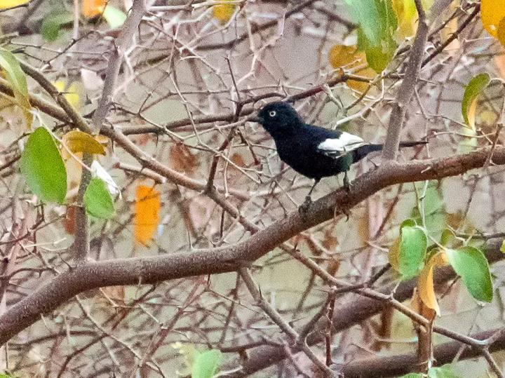 White-shouldered Black Tit