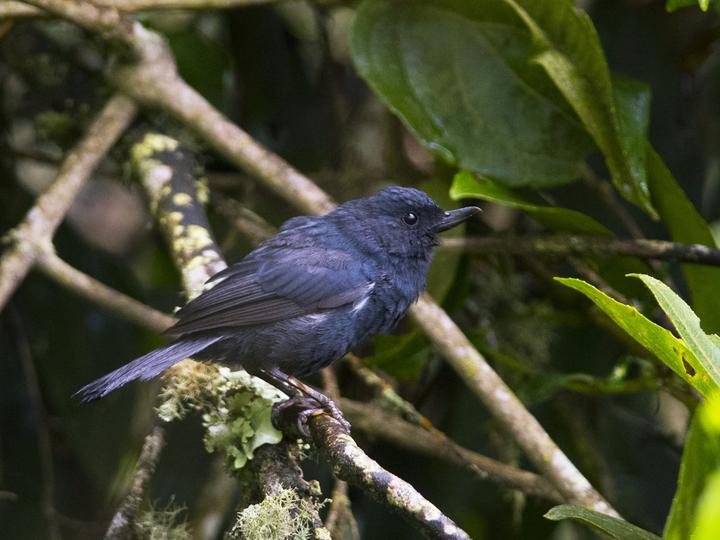 White-sided Flowerpiercer
