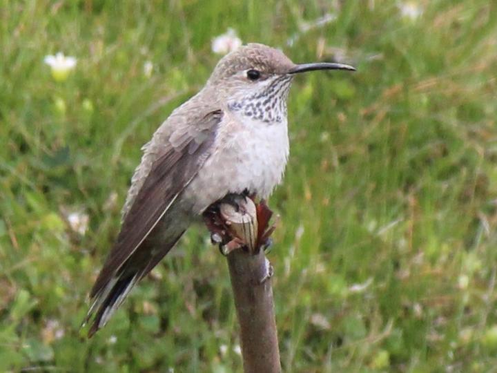 White-sided Hillstar